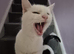 Two 9 Year Old Cats