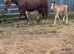 Walsh d x Clydesdale filly for sale