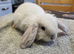 Beautiful Mini lop looking good a home