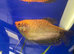 XL Golden Gourami (Trichopodus trichopterus)
