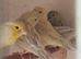 For sale young agate canary