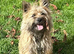 Gorgeous Cairn Terrier Puppies