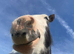 project 14.2 piebald cob gelding