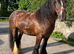 Hermits cob gelding to make 15hh plus