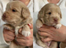 Miniature Australian Labradoodle Puppies