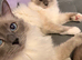Ragdoll blue point kitten