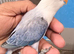 Baby semi tame lovebird