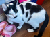 This is Speckle, she's 9 months old and is seeking her forever home