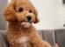 Honey female Cockapoo