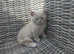 Stunning Rare Cream Female BSH for Sale