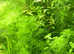 Myriophyllum matogrossense Green. Fast free delivery within mainland UK.