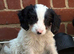 Beautiful cockapoo puppies