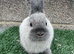 Pure breed Netherlands dwarf does