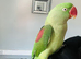 Baby hand reared Alexndrian Parrot