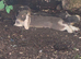 2 girl French lops