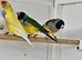 2025/2026 gouldian finches