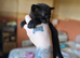 Litter of 5 kittens looking for forever homes