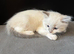 LAST GIRL.LAST boy Rare lilac bicolour ragdolls