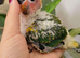 Son conures silly tamed babies available
