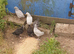 Aracuna chickens