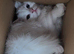 Female kitten