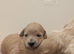F1 Apricot & Cream Maltipoo Puppies