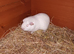 White self sows