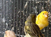 Canary&rsquo;s