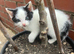Cute kitten looking for forever home