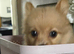 Ready female Pom