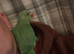 9 week old Ringneck parakeet