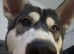 X . Husky