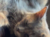 Turkish Angora mixed breed