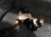 2 Gorgeous Kittens