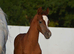 Arabian filly available at weaning