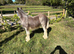 9 months old blue roan blagdon colt one for the show ring