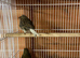 Gloster cock bird and 2026 closed rung green finch