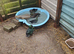 2 pair east indies ducks