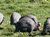 Guinea Fowl Eggs
