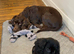 ** working Cocker spaniel Puppies **