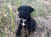 Beautiful pat x russel pup