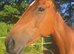 15.3 mare