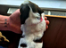 Working Springer Spaniels