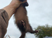Three Jill ferrets - X2- 14month old- worked- 1 -6month