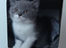 Gorgeous British Shorthair Kittens