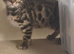 Stunning Bengal Kittens For Sale