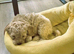 F1 Cockapoo's 2 boys left - Vet checked healthy and ready to leave
