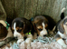 Full show type beagles
