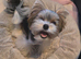 Mini biewer terrier puppies