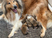 KC registered Sable and white puppies
